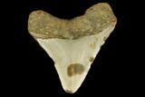 Fossil Megalodon Tooth - North Carolina #131563-2
